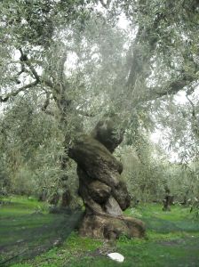 Ancient_Olive_Tree_in_Pelion,_Greece